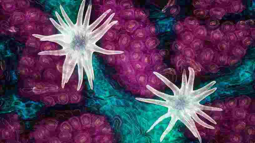 Voici les meilleures photos au microscope de l'année selon Nikon, elles révèlent un monde caché