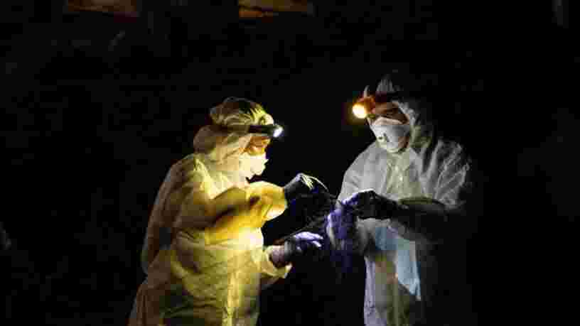 Les coronavirus de chauves-souris pourraient infecter plus de 400 000 personnes par an, selon une étude
