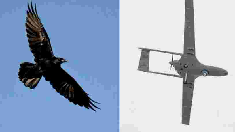 Cette vidéo montre un corbeau attaquer un drone de Google qui effectuait des livraisons