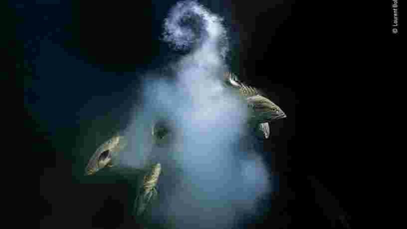 Voici les plus belles photos d'animaux du concours Wildlife Photographer of the Year 2021