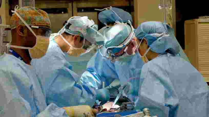 Un rein de porc a été transplanté avec succès chez un humain pour la première fois