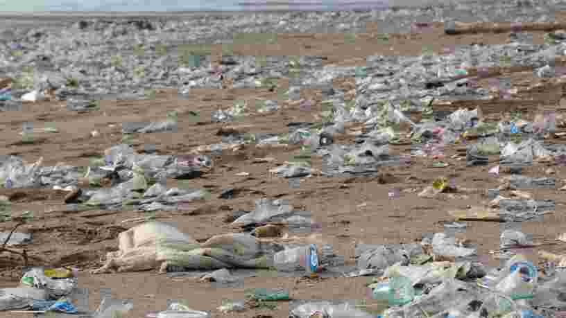 Coca-Cola, Nestlé... Les 10 entreprises qui génèrent le plus de pollution plastique dans le monde