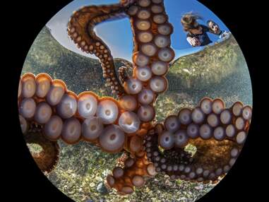 Concours Ocean Art : les plus belles photos sous-marines de 2020