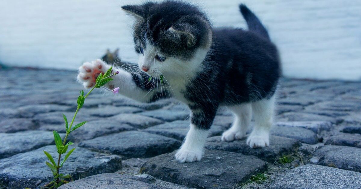 Quelles Sont Les Plantes Toxiques Pour Le Chat Ca M Interesse