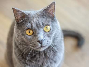 DIAPORAMA - Les chats de race préférés des Français