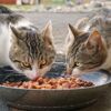 La nourriture pour chat est-elle bonne pour l’homme ?