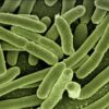 Qu’est-ce que la bactérie « Escherichia coli » ?