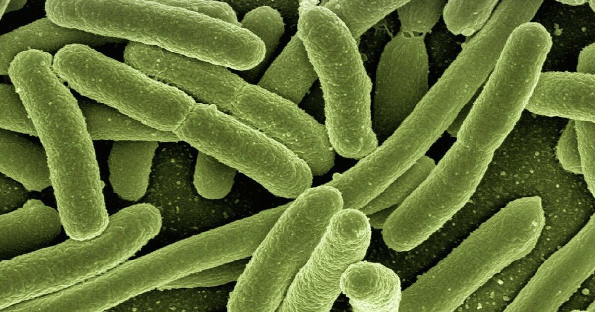 What is the bacterium “Escherichia coli”?