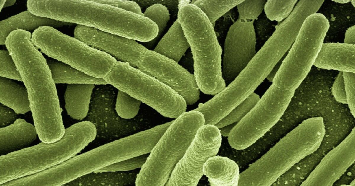 Qual è il batterio “Escherichia coli”?