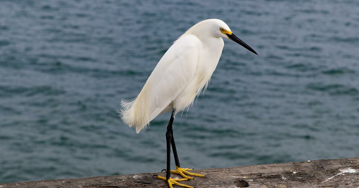 Comment Nettoyer Une Fiente D'oiseau ? - Ça M'intéresse