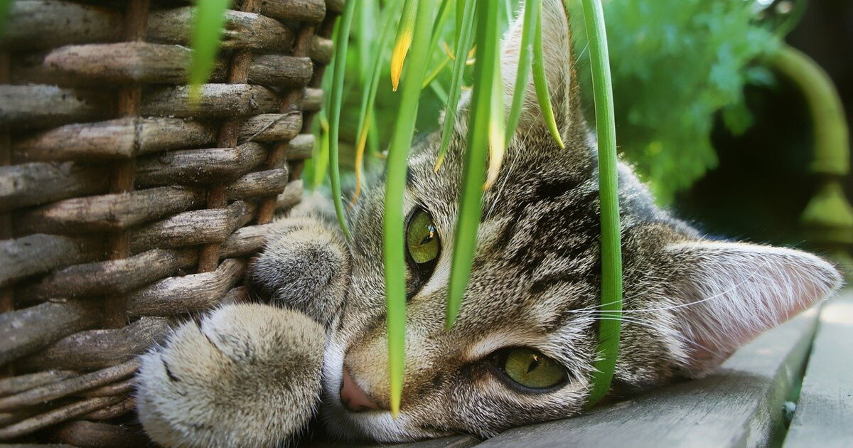 Comment Utiliser L Herbe A Chat Ca M Interesse