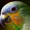 Perroquets : l’incroyable intelligence de ces oiseaux !
