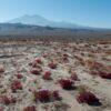Chili : le désert de l’Atacama est en fleurs, et pour une fois, ce n’est pas normal
