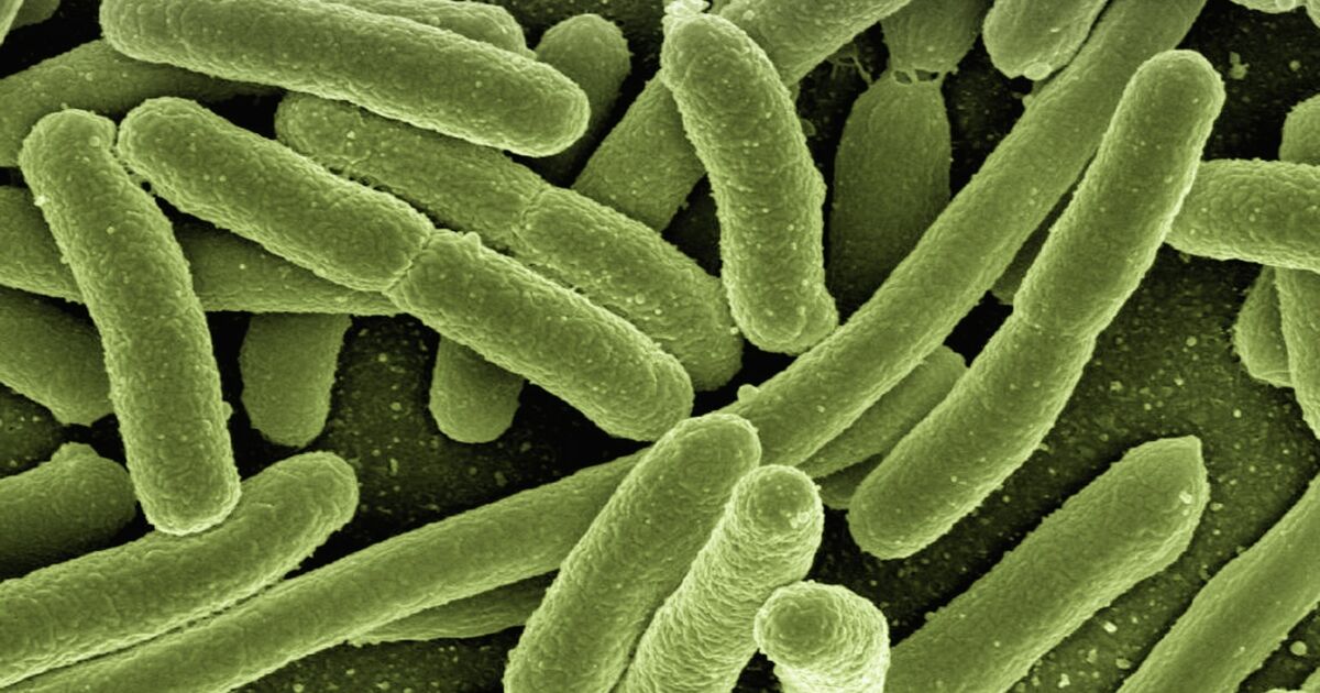 Staphylocoque doré : danger, symptôme, contagion, traitement - Ça m ...
