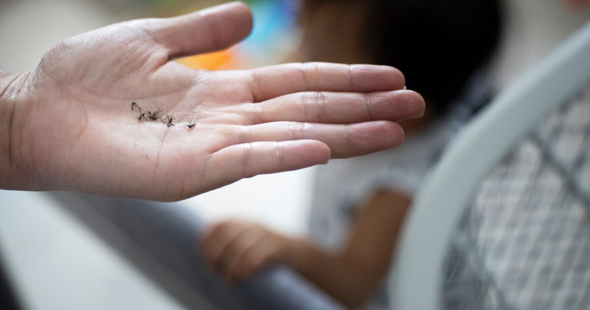 In Asia, le zanzare dengue sono ora resistenti agli insetticidi