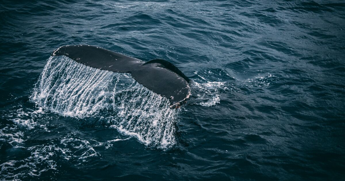 Sri-Lanka : en dix ans, 25 baleines bleues sont mortes à cause des touristes