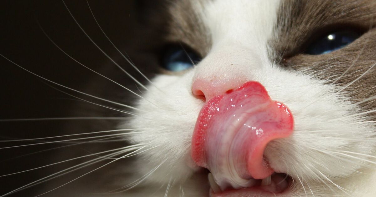 Pourquoi dit-on « je donne ma langue au chat » ?