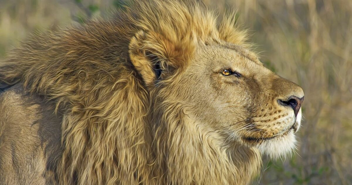 Espèce menacée : au Kenya, la stérilisation d'un lion créé la polémique