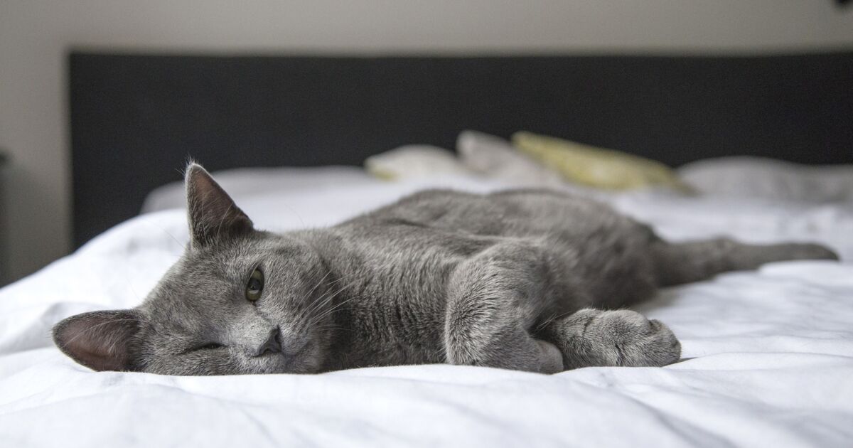 Pourquoi les chats nous rejoignent-ils dans le lit ?