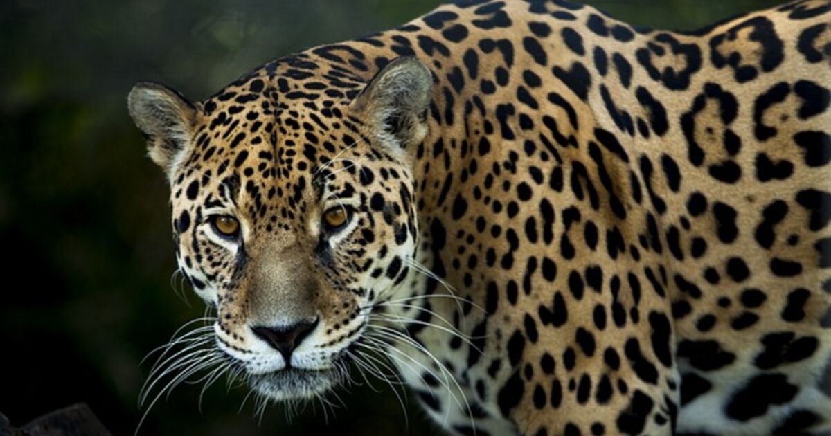 Comment s'appelle le bébé du jaguar ?