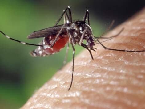 Piqûres, répulsifs, maladies..: tout savoir sur les moustiques 