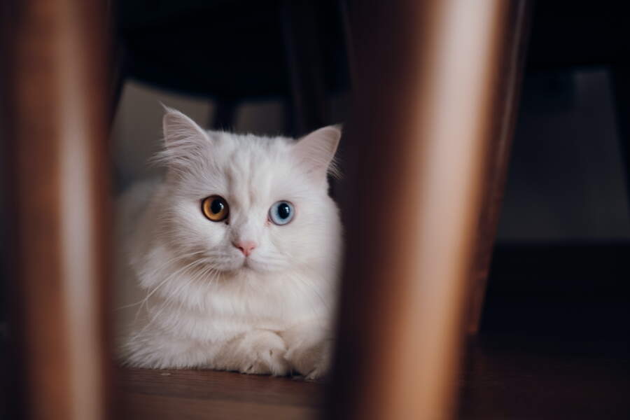 Les Super Pouvoirs Du Chat - Ça M'interesse