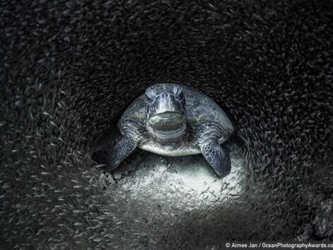 Ocean Photography awards 2021 : les plus belles photos sous-marines de l'année