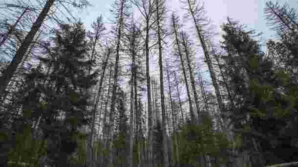 Forêt de Białowieża : la dernière forêt vierge d’Europe menacée