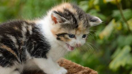 Pourquoi Votre Chat Est Plus Calin Que D Habitude Ca M Interesse