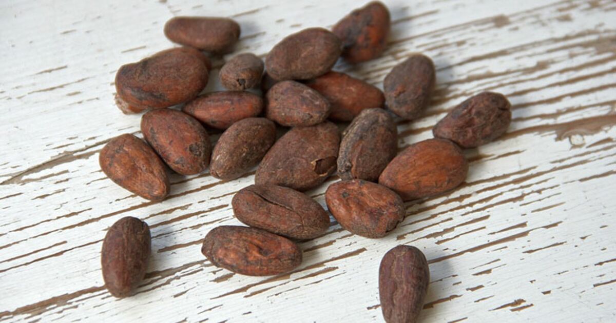 Cacao : voici les 12 étapes de la fabrication du chocolat