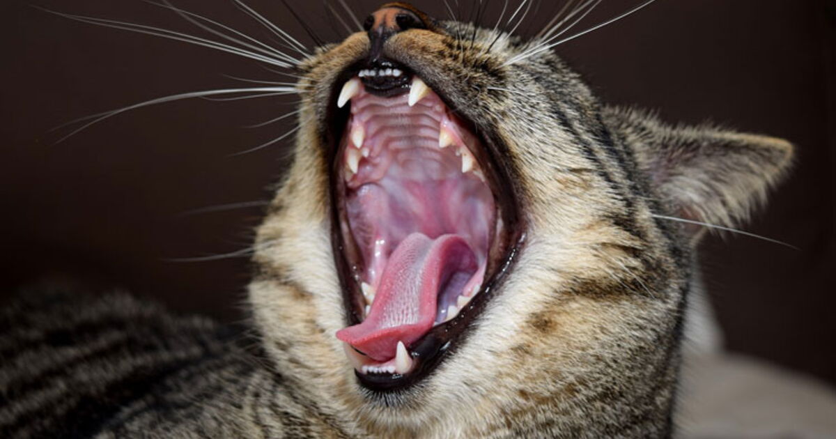 Tout Savoir Sur La Langue Du Chat Ca M Interesse