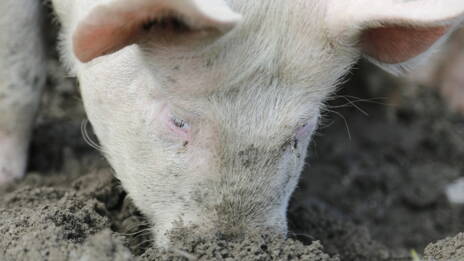 Pourquoi Les Chats Ont Ils La Truffe Humide Ca M Interesse