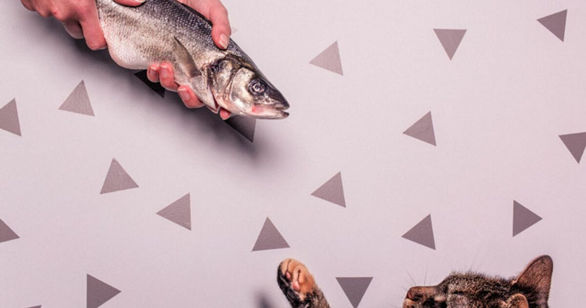 Pourquoi mangeton du poisson le vendredi ? Ça m