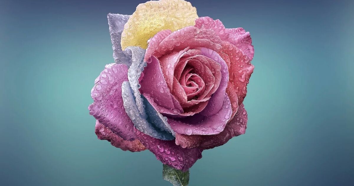 Peut-on faire pousser une rose multicolore ? - Ça m'intéresse