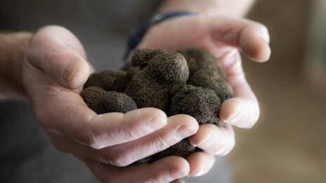 Pourquoi Les Chats Ont Ils La Truffe Humide Ca M Interesse