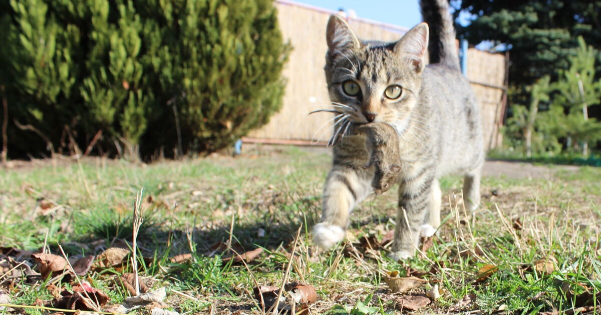 Pourquoi Notre Chat Nous Rapporte T Il Des Cadavres De Souris Ca M Interesse Pourquoi Notre Chat Nous Rapporte T Il Des Cadavres De Souris Ca M Interesse