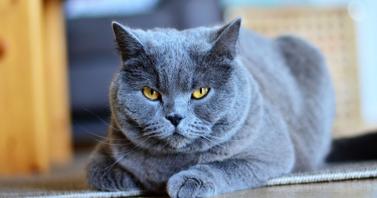 Qui Cree Les Races De Chat Ca M Interesse