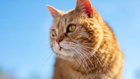 Pourquoi Votre Chat Est Plus Calin Que D Habitude Ca M Interesse