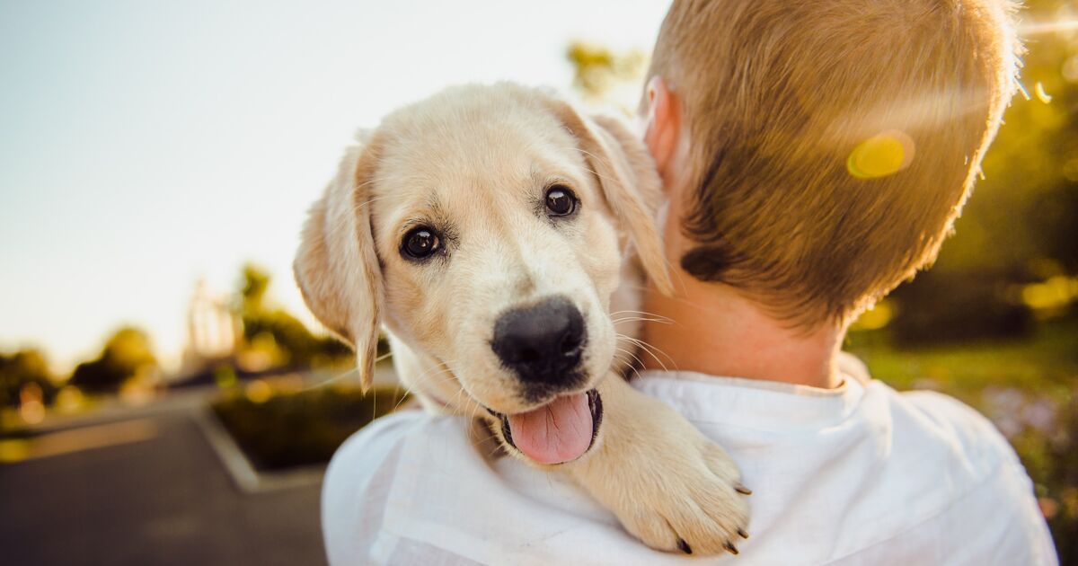 Le classement des races de chiens les plus adaptées aux enfants