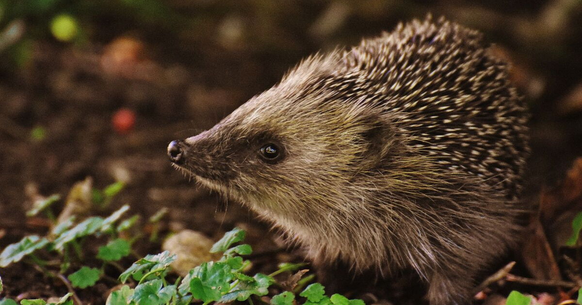 Nos hérissons pourraient disparaître d’ici deux ans - Ça m'intéresse