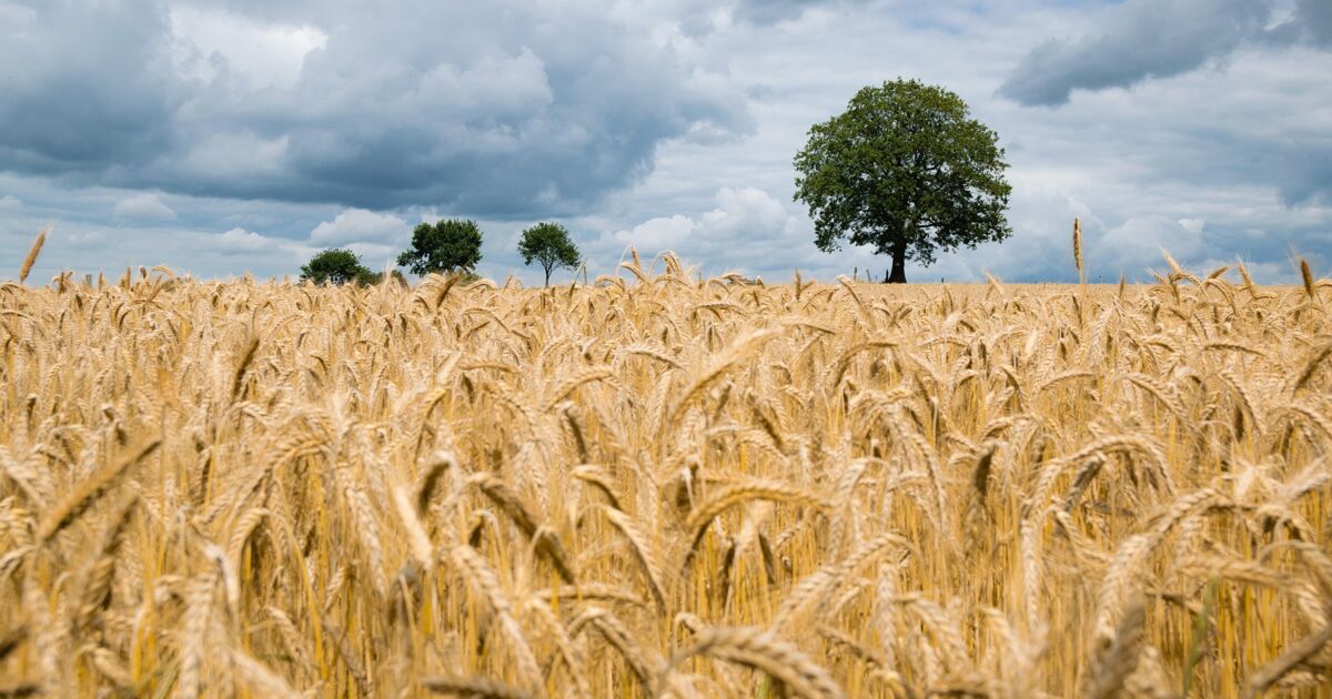 Combien rapporte un hectare de blé en 2023 ?