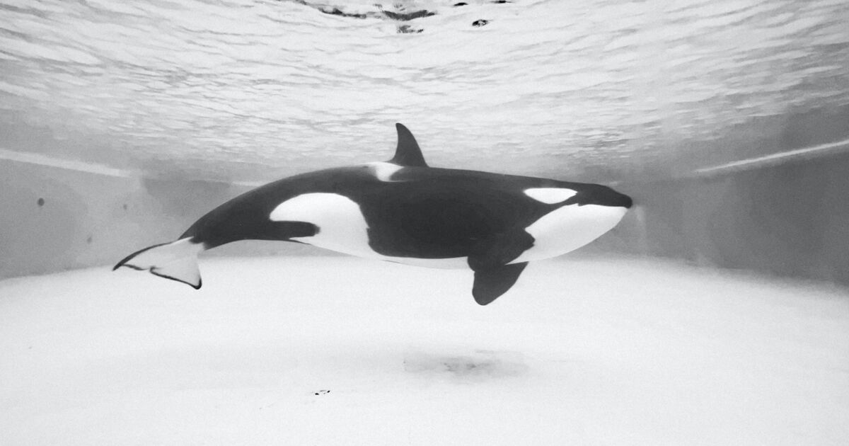 L’orque “la plus seule au monde”, symbole de la lutte contre les delphinariums, est morte en captivité