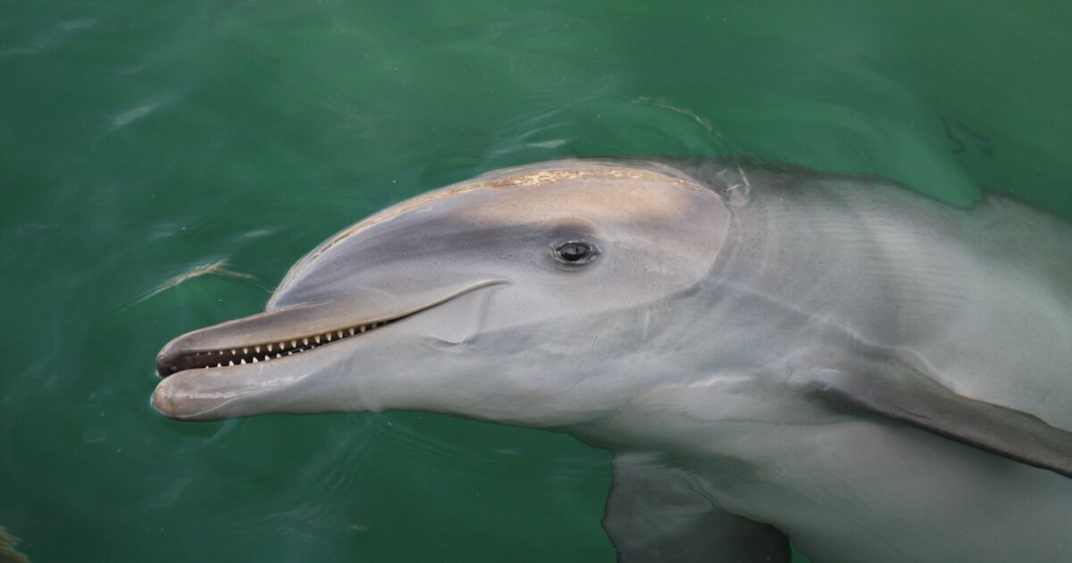 Plus de 900 dauphins échoués sur la côte atlantique depuis la mi-décembre