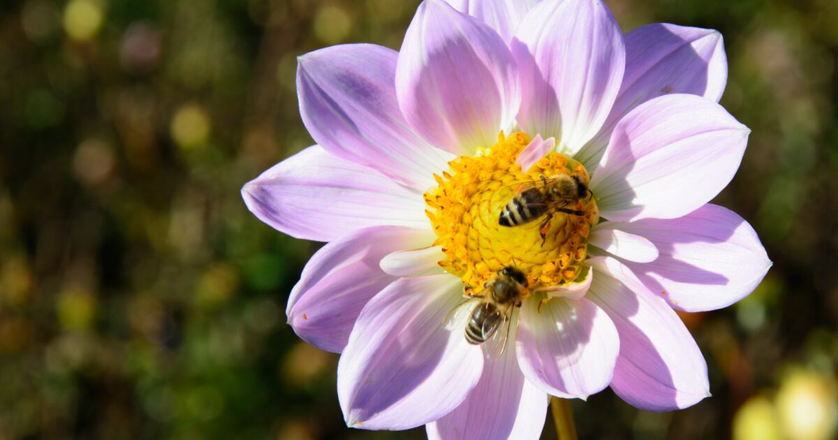 Plus les températures augmentent, plus l'impact des pesticides sur les abeilles est fort