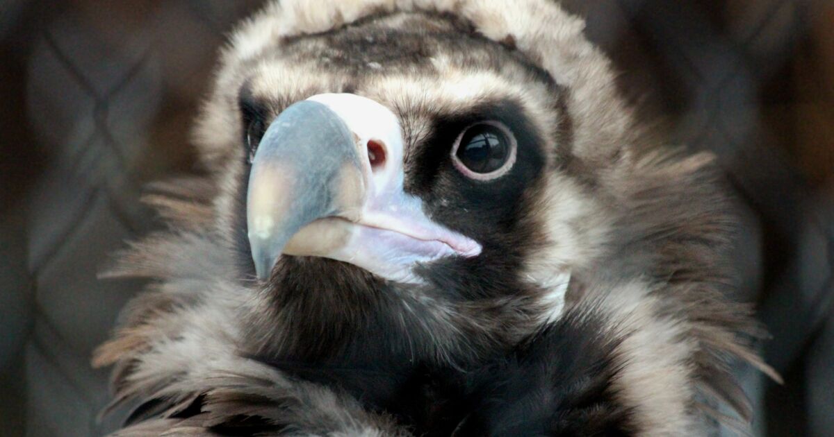 Après 36 ans d'extinction, le plus grand vautour d'Europe réintroduit dans les Balkans
