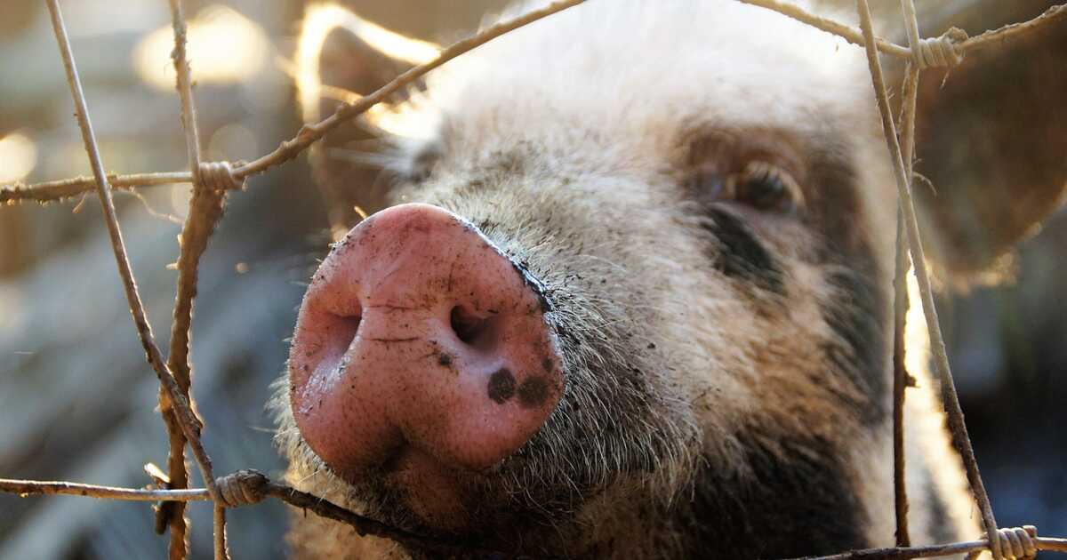 D’où vient l’expression "être copains comme cochons" ?