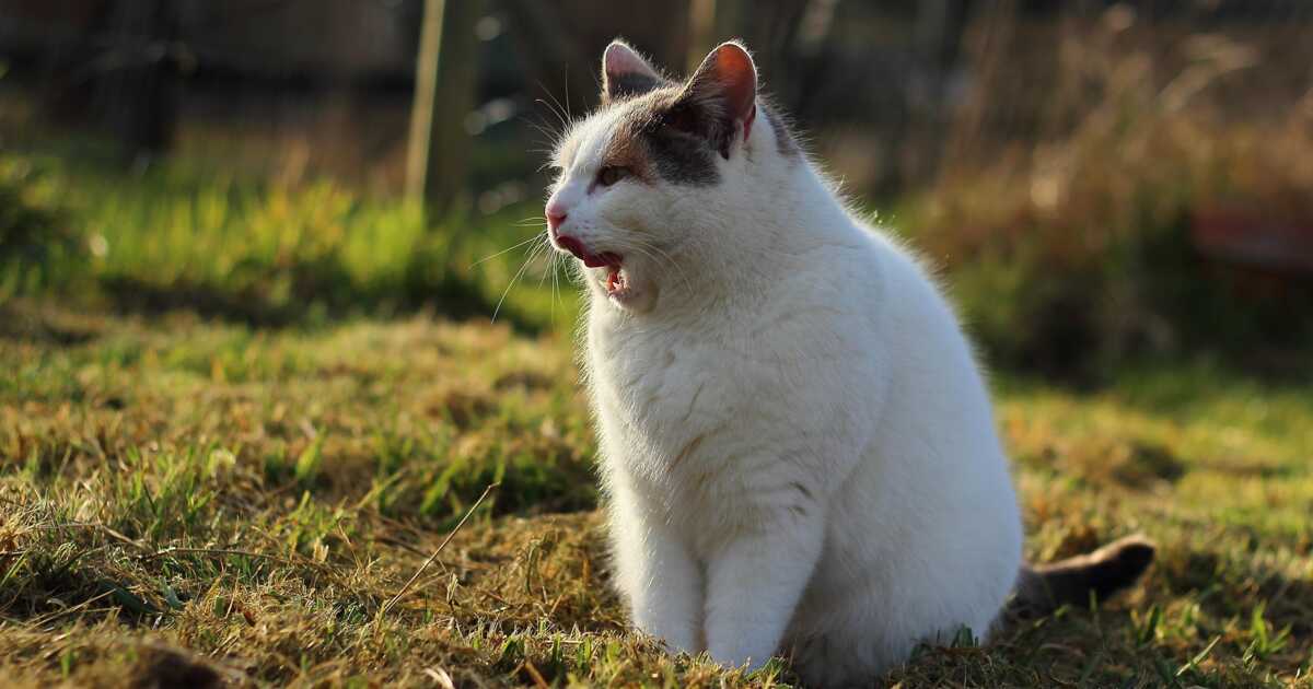 Quelles races de chats sont celles qui miaulent le plus ?