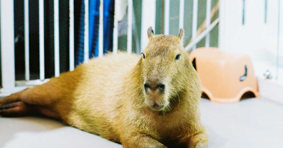 Hérisson, capybara, cochon... Au Japon, les cafés pour animaux n'ont plus de limite