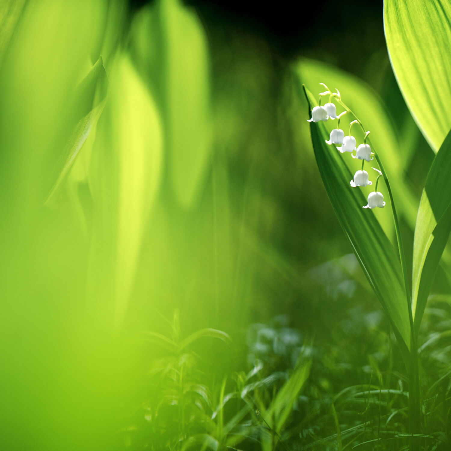 Quelles sont les plantes les plus toxiques en France ? Geo.fr — free download