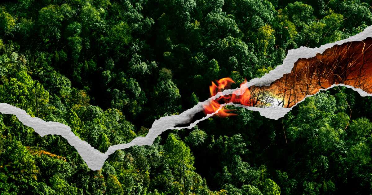 Un tiers des espèces d’arbres sont menacées, un péril pour la sécurité alimentaire et les écosystèmes